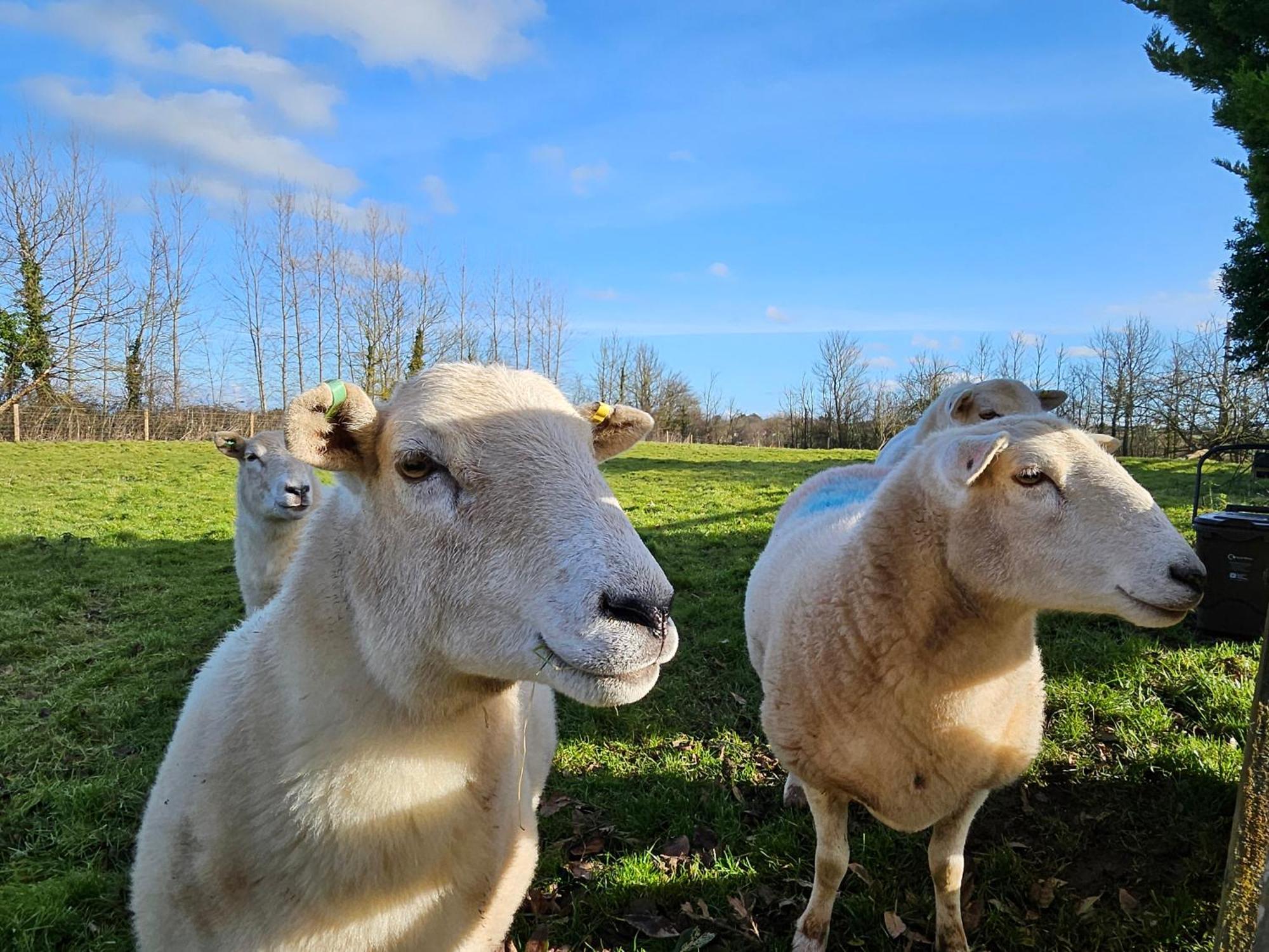 Sleeps 12, Stunning Dog Friendly Lodge, Rural Village Nether Stowey Luaran gambar